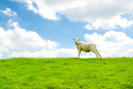 White Sheep On Green Grass Field photo