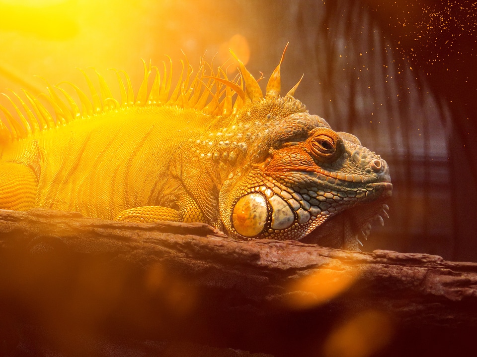 Dragon lichtspiel close up