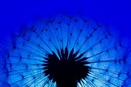 Blue Close -up