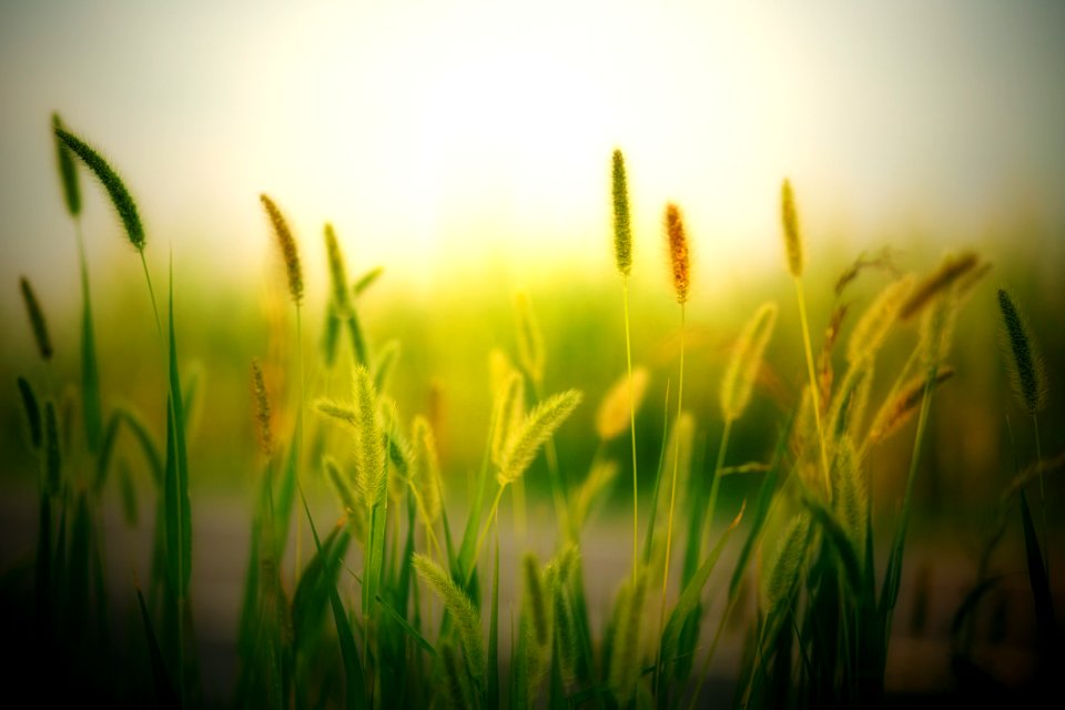 Blur Countryside Cropland