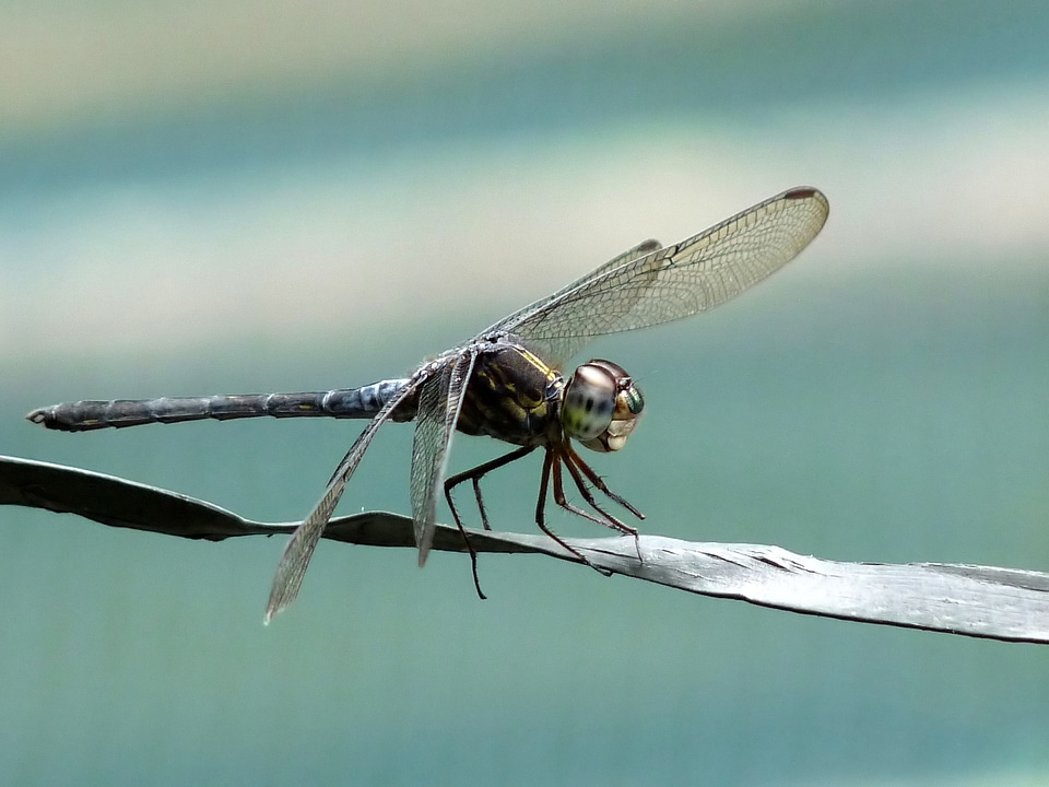 Dragonfly nature outside