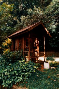 Brown Wooden House Near Plants And Trees photo