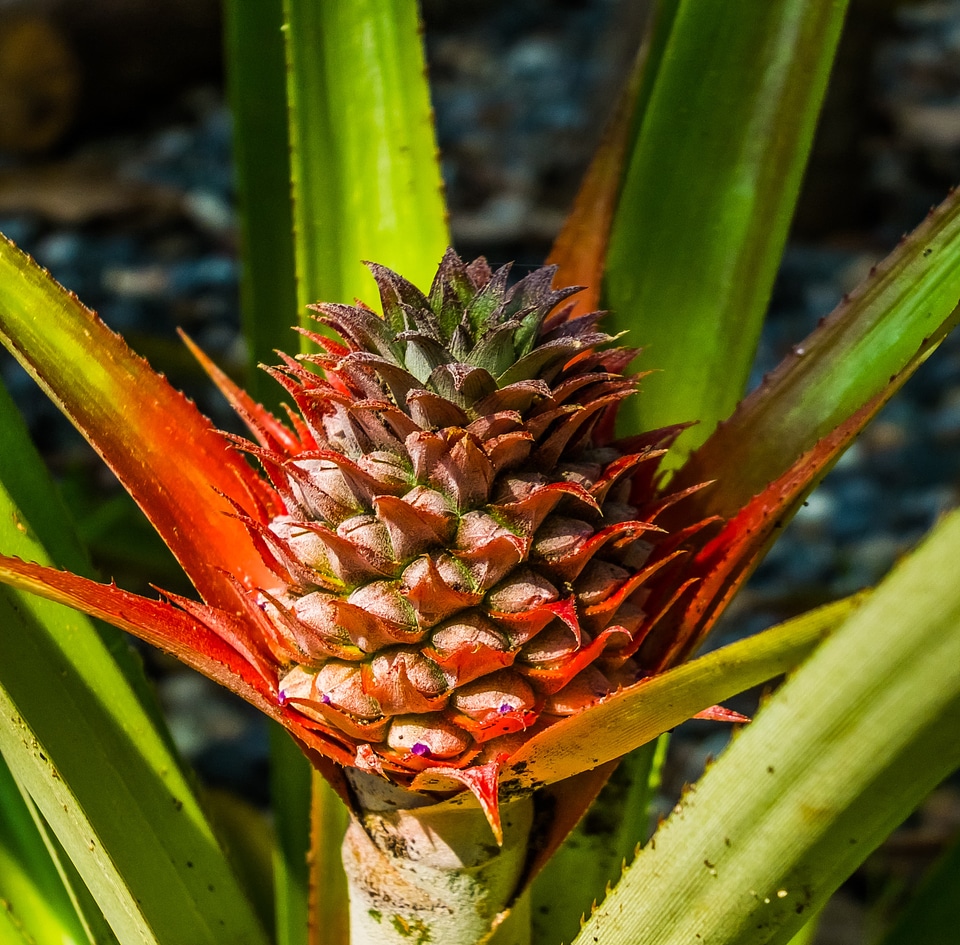 Young pineapple pineapple fruit