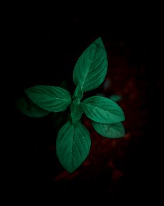 Shallow-focus Photography Of Green Leafed Plant