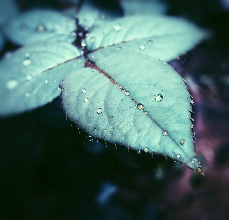 Focus Photography Of Green Leaf With Water Droplet photo