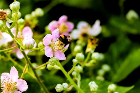Beautiful Bee Bloom photo
