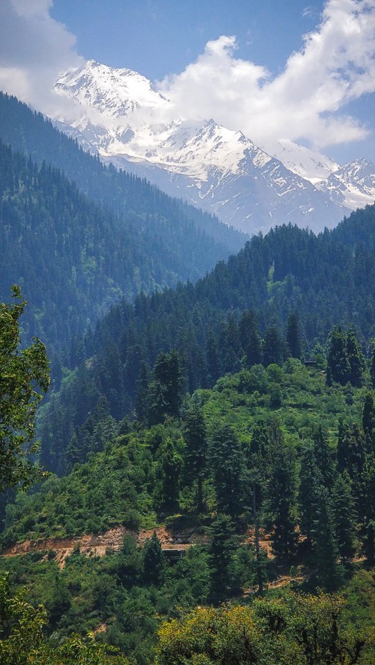 Aerial Photo Of Trees photo