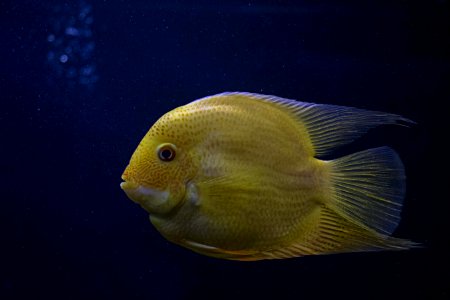 Yellow Fish In Close-up Photography