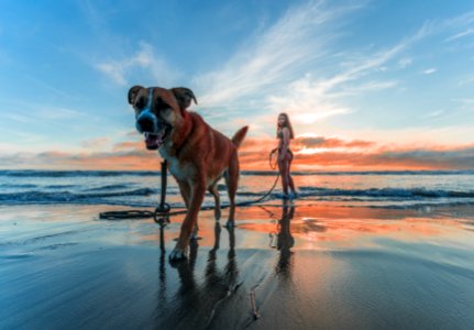 Woman Wearing Bikini Walking On Beach Shore With Adult Brown And White Boxer Dog During Sunset photo