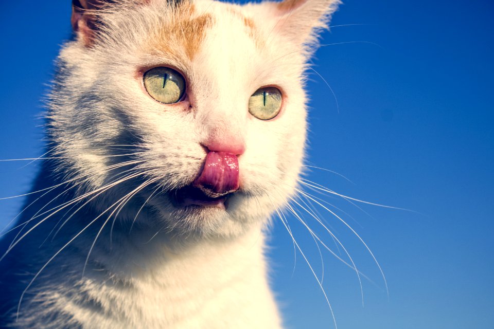 Short-fur White Cat