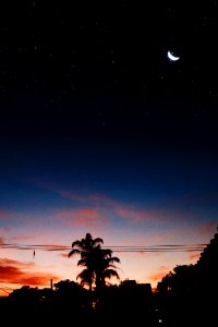 Silhouette Of Trees Under Moon photo