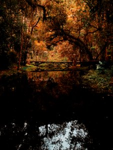 Brown Bridge Surrounded By Brown Leaf Trees Photo photo