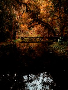 Brown Bridge Surrounded By Brown Leaf Trees Photo