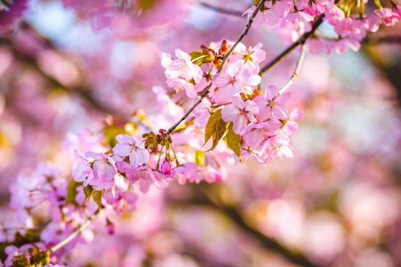 Cherry Blossoms photo