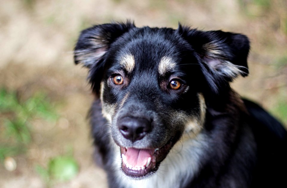 Adult Black And Tan Hovawart