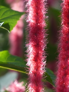 Tropical exotic long