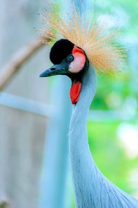 Wildlife Photography Of Blue Goose