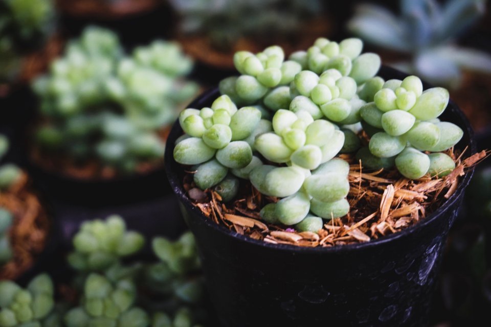 Shallow Focus Photo Of Green Succulent Plants