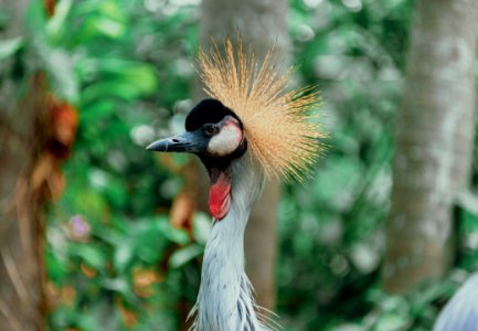 Close-up Photograph Of Bird photo