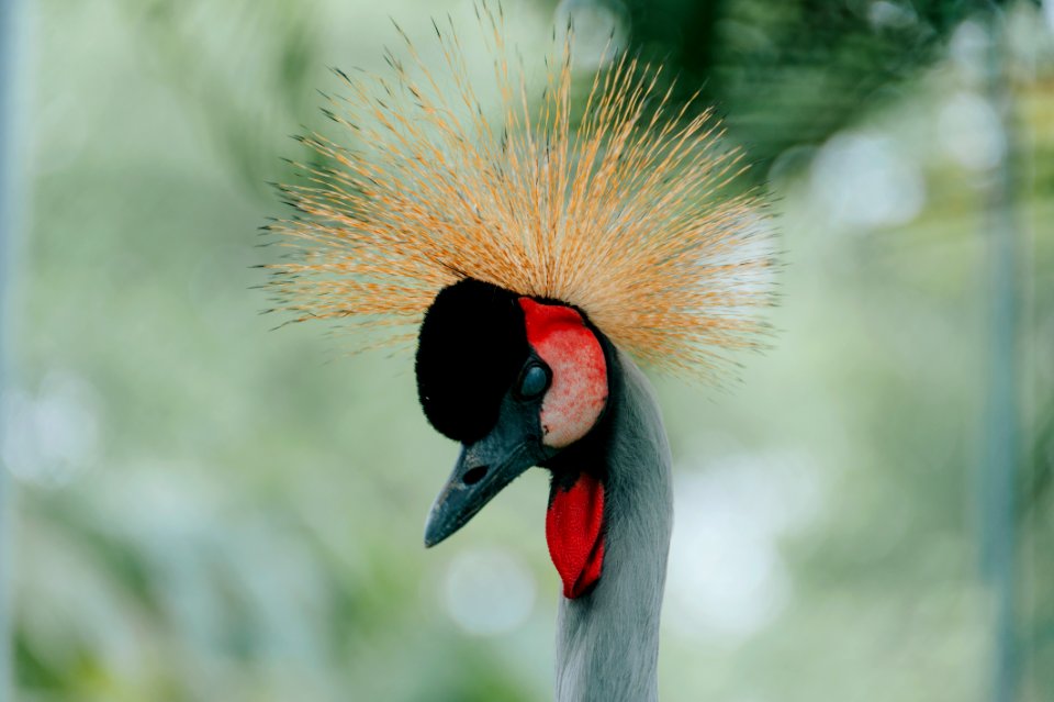 Black And Gray Long-neck Animal