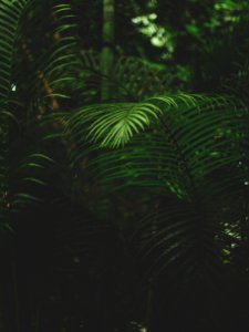 Shallow Focus Photography Of Green Fern photo