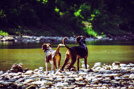 Two Adult Harrier Dogs Standing Beside River photo