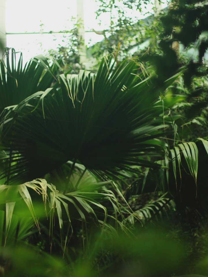 Green Leafed Plants