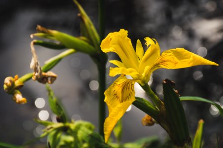 Selective Focus Photo Of Yellow Petaled Flower photo