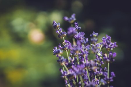 Purple Petaled Flowers photo