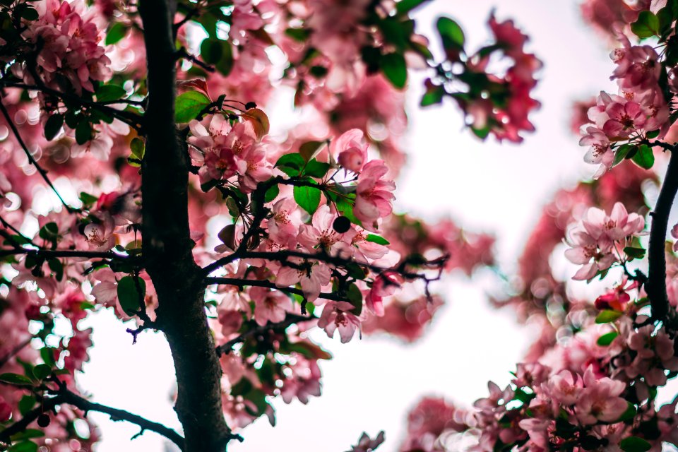 Selective Focus Photo Of Pink Flowering Tree