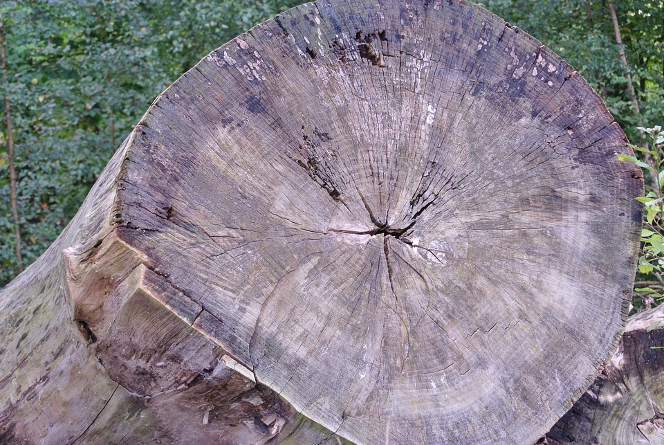 Tree bark tree tribe