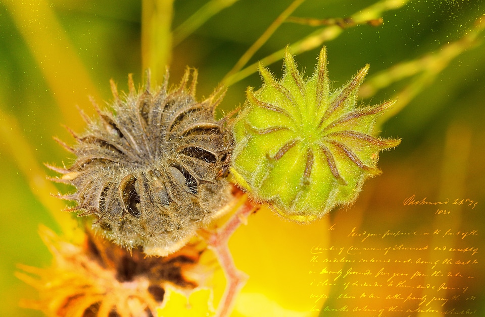 Bud lichtspiel greeting card
