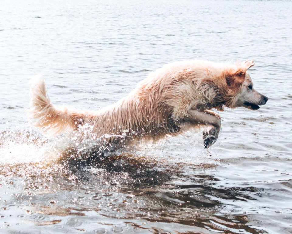 Long-coated Brown Dog On Body Of Water