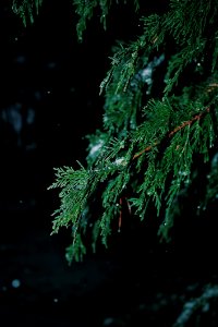 Shallow Focus Photography Of Green Spruce Tree photo