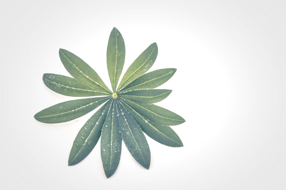 Green Leaf