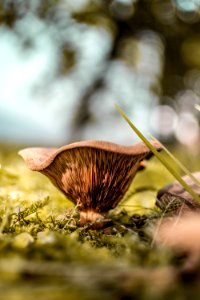Brown Mushroom