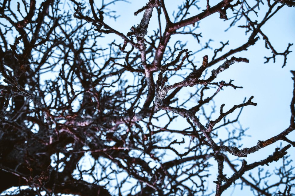 Brown Tree Branches Under Blue Sky
