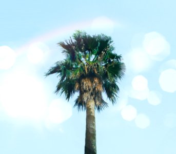 Low-angle Photography Of Palm Tree