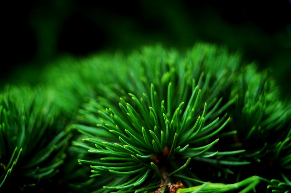 Small Green Plant