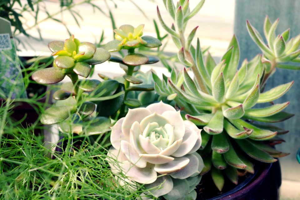 Green Leafed Plant