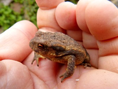 Toad Amphibian Frog Terrestrial Animal
