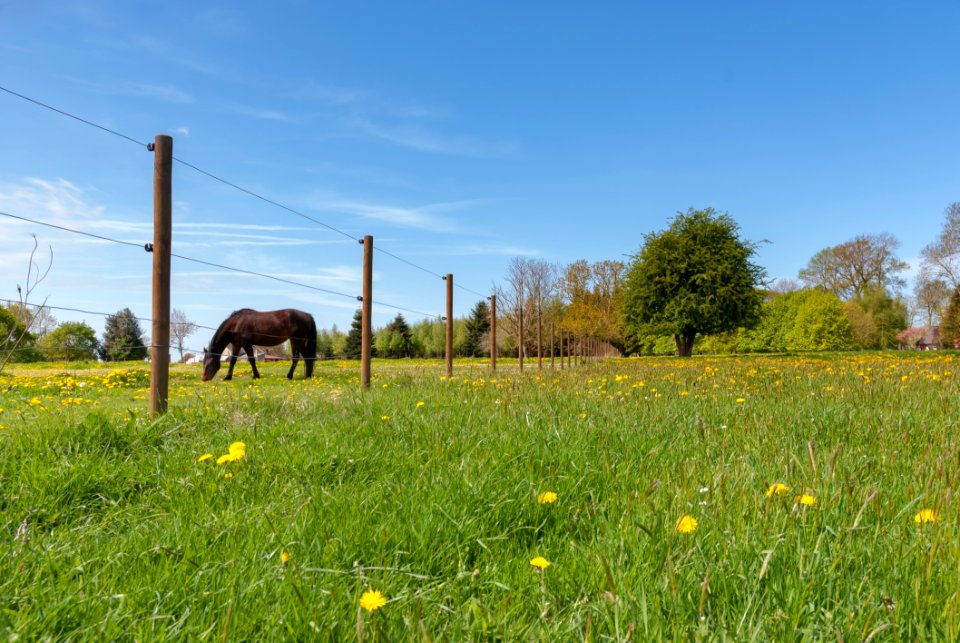 Pasture Grassland Meadow Field
