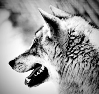 Wildlife Black And White Face Wolf