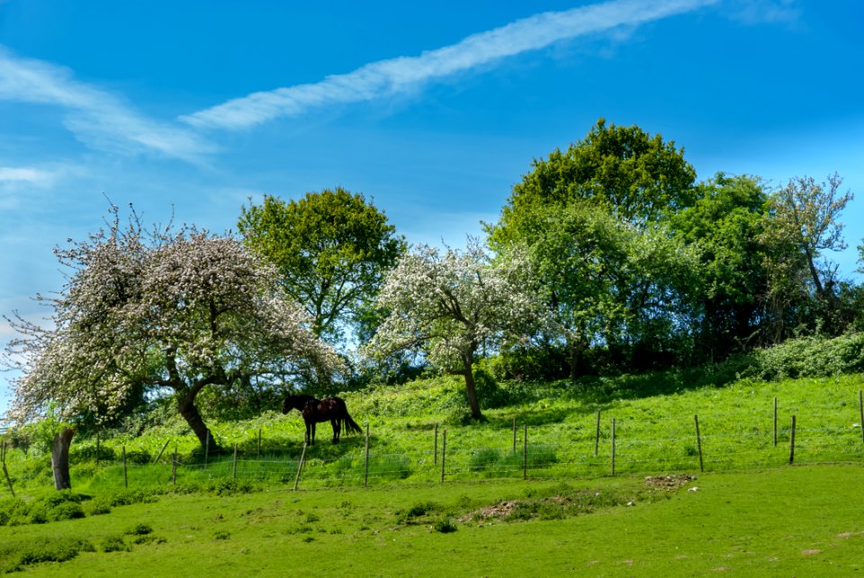 Grassland Sky Tree Pasture