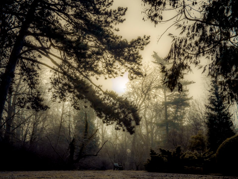 Nature Tree Sky Woodland