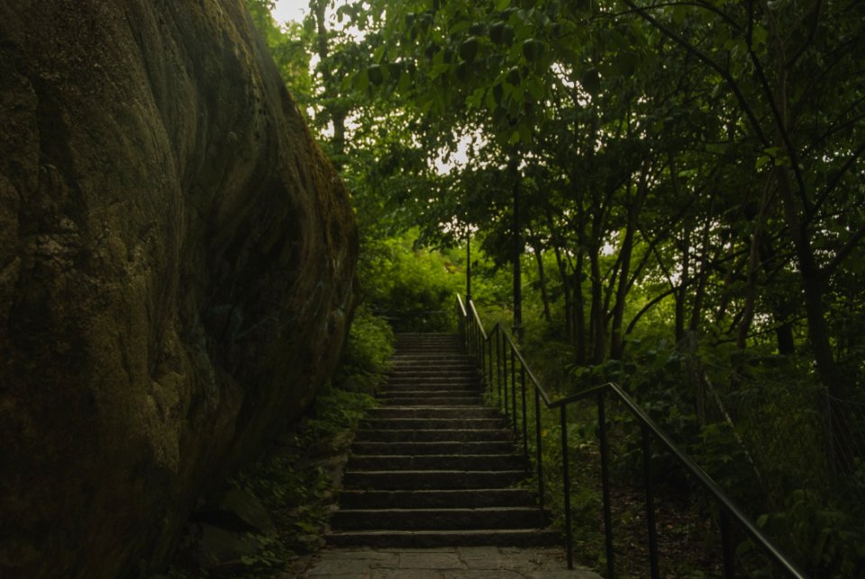Nature Nature Reserve Vegetation Path