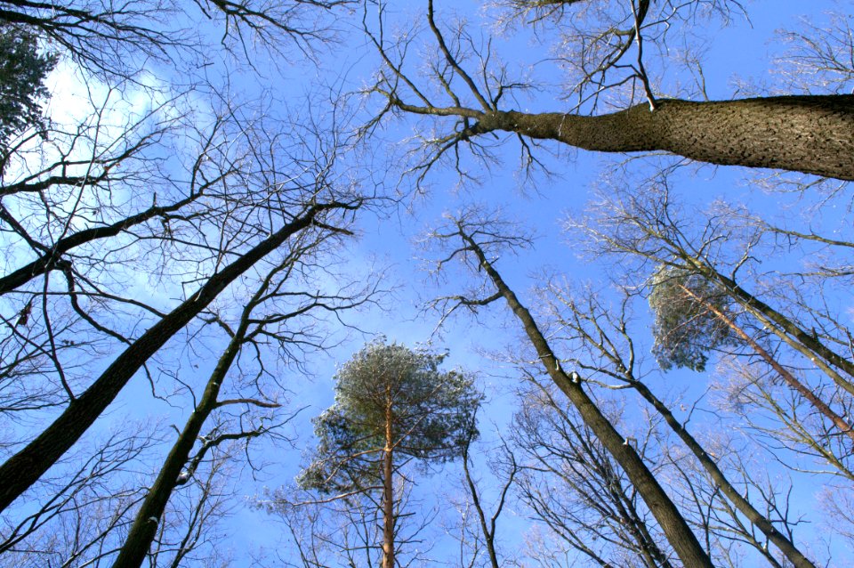 Tree Sky Branch Woody Plant