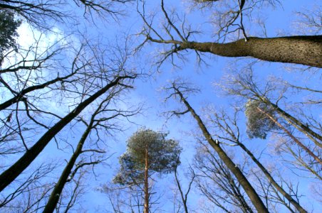 Tree Sky Branch Woody Plant