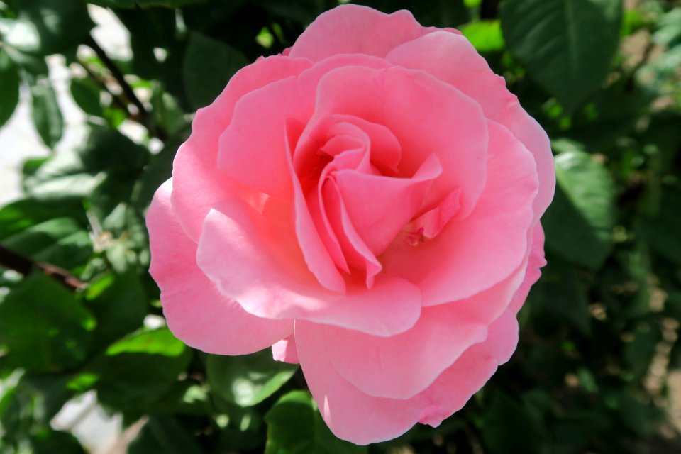 Rose Flower Rose Family Pink