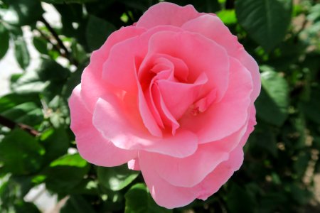 Rose Flower Rose Family Pink